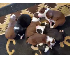 Adorable Border collie puppies - 6