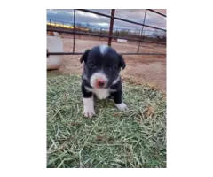 Adorable Border collie puppies - 7