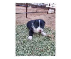 Adorable Border collie puppies - 8