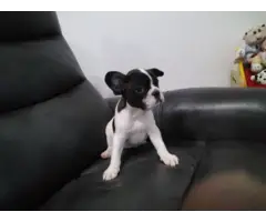 9 weeks old French Bulldog Puppies