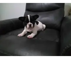 9 weeks old French Bulldog Puppies
