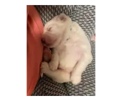 Purebred Great pyrenees puppies (Males) - 3