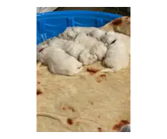 Purebred Great pyrenees puppies (Males) - 6