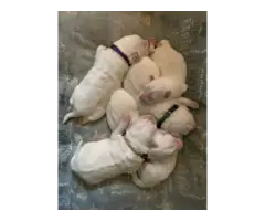 Purebred Great pyrenees puppies (Males) - 8