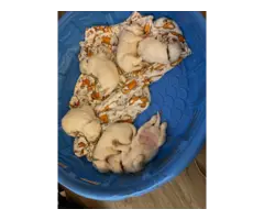 Purebred Great pyrenees puppies (Males) - 11