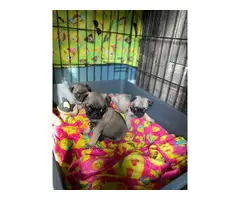 Pug puppies ready for new homes - 2