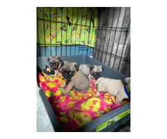 Pug puppies ready for new homes - 3