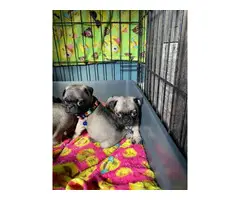 Pug puppies ready for new homes - 4