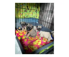 Pug puppies ready for new homes - 5