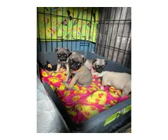 Pug puppies ready for new homes - 6