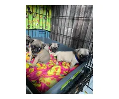 Pug puppies ready for new homes - 7
