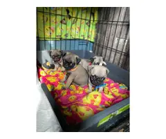 Pug puppies ready for new homes - 8
