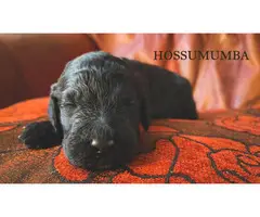 Labradoodle puppies ready for Valentine day - 6