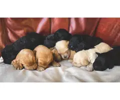 Labradoodle puppies ready for Valentine day - 10