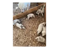 Full blooded Great Pyrenees puppies - 3