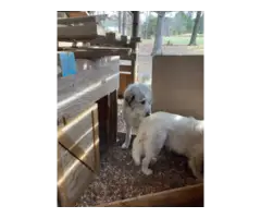 Full blooded Great Pyrenees puppies - 4