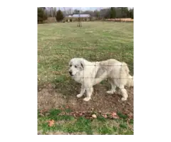 Full blooded Great Pyrenees puppies - 5