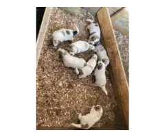 Full blooded Great Pyrenees puppies - 6