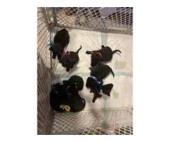 Black lab keeshond puppies - 7