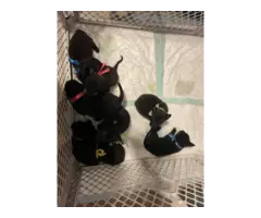 Black lab keeshond puppies - 8