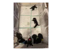 Black lab keeshond puppies - 9