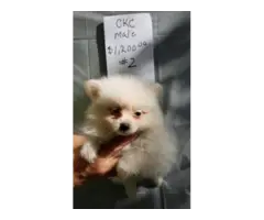 5 Pomeranian puppies for sale