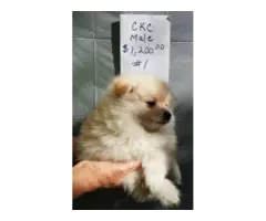 5 Pomeranian puppies for sale - 2