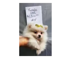 5 Pomeranian puppies for sale - 4