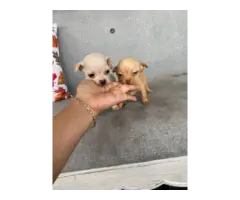 2 Chihuahua puppies ready for new homes