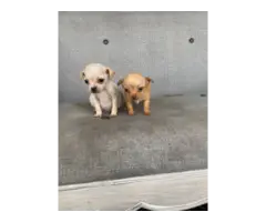 2 Chihuahua puppies ready for new homes - 3