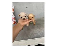2 Chihuahua puppies ready for new homes - 5