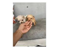 2 Chihuahua puppies ready for new homes - 6