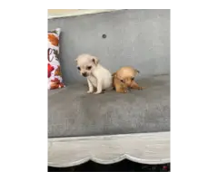 2 Chihuahua puppies ready for new homes - 7