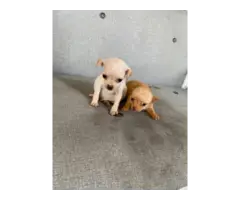 2 Chihuahua puppies ready for new homes - 8