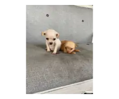 2 Chihuahua puppies ready for new homes - 9
