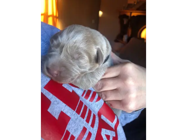 5 registered silver lab puppies for sale - 1/5