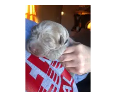 5 registered silver lab puppies for sale