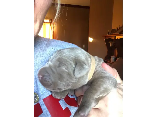 5 registered silver lab puppies for sale - 3/5
