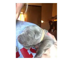 5 registered silver lab puppies for sale - 3
