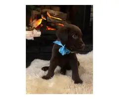 Male Chocolate Labrador Retriever Puppy For Adoption
