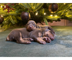 9 AKC registerable doberman puppies available