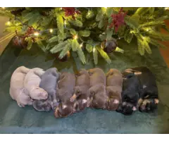 9 AKC registerable doberman puppies available - 4