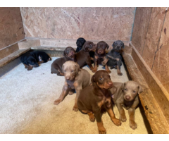 9 AKC registerable doberman puppies available
