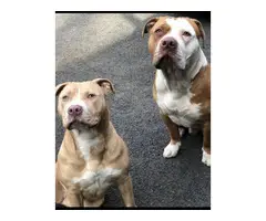 2 red nose pitbull terriers - 5