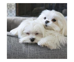 Adorable Maltese puppies