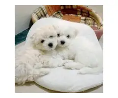 Adorable Maltese puppies - 4