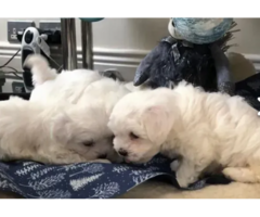 Adorable Maltese puppies
