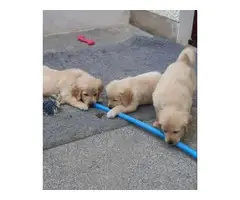 Beautiful Golden Retriever puppies for sale
