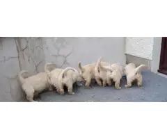 Beautiful Golden Retriever puppies for sale - 3