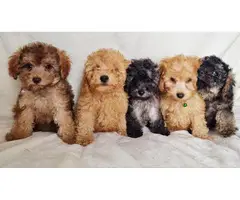 Beautiful Poodle puppies for sale